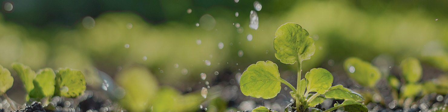 Irrigation des cultures