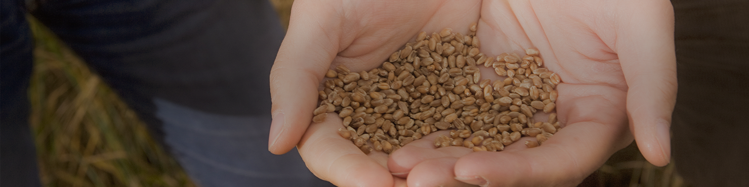 agreo Seeds logiciel de gestion des productions de lots de semences
