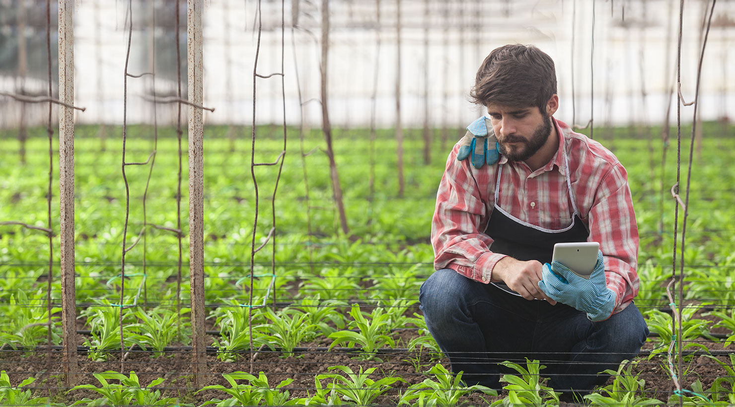 Avec Smag Farmer, votre exploitation dans votre poche !