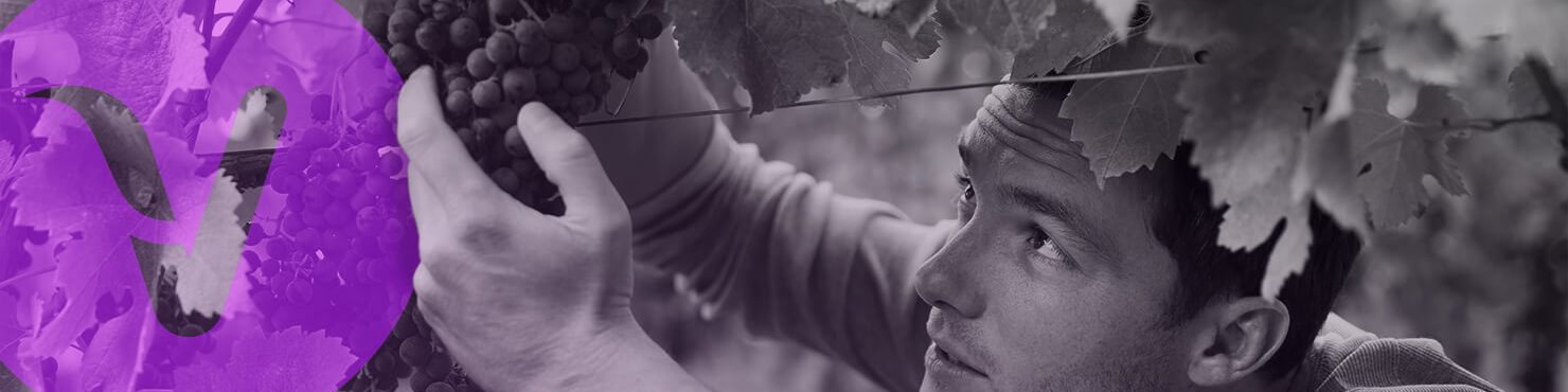 agreo Vigne & vin logiciel web application mobile optimiser la gestion des travaux à la vigne et en cuverie