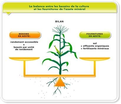 Balance entre les besoins de la culture et les fournitures de l'azote minéral Balance entre les besoins de la culture et les fournitures de l'azote minéral