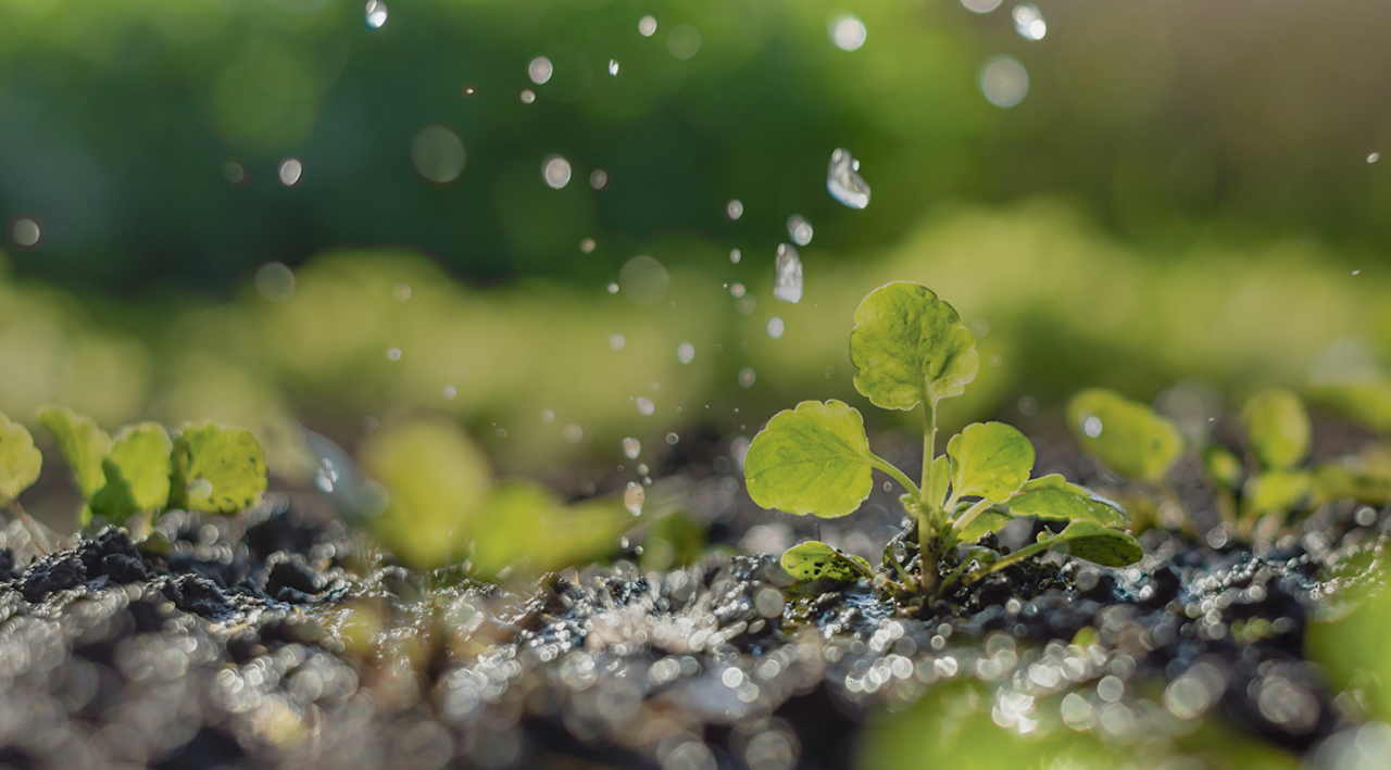 Irrigation des cultures crop irrigation