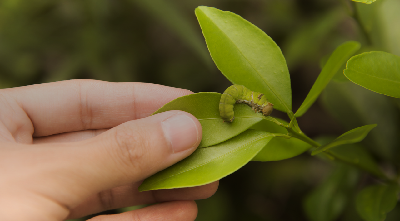 protection des cultures crop protection