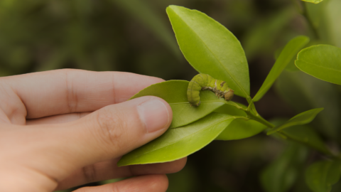 protection des cultures crop protection