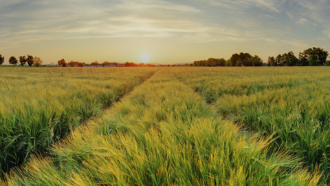 crop protection and yield forecasts