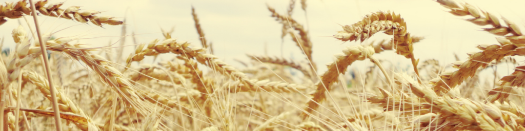 Parcelle agricole de blé grandes cultures certifiée HVE