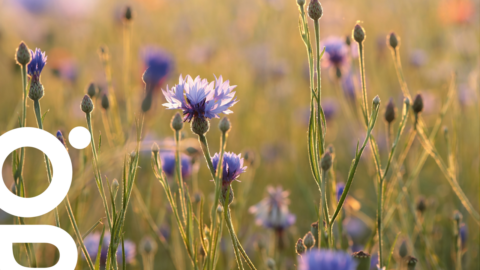 Biodiversité et agriculture