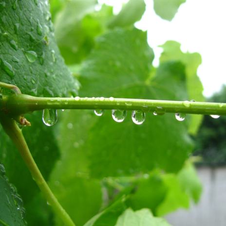 vigne sous la pluie