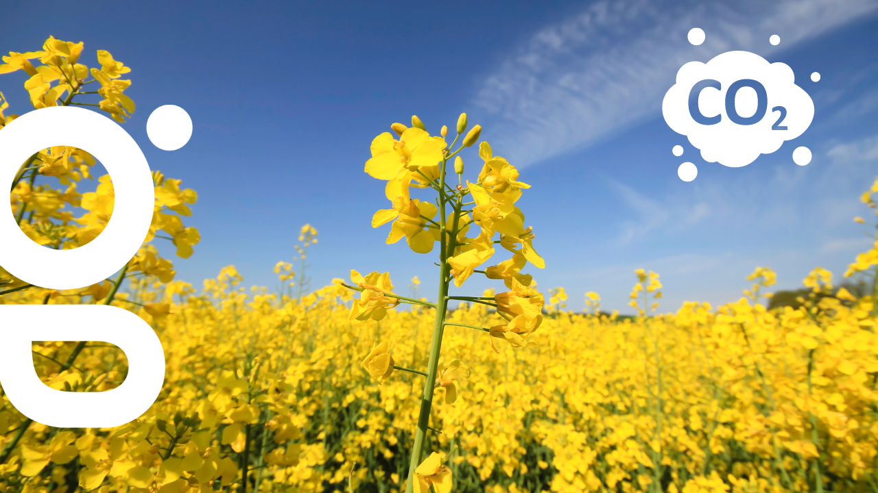 La stratégie nationale bas-carbone (SNBC) dans l’agriculture : comment s’y adapter ? 