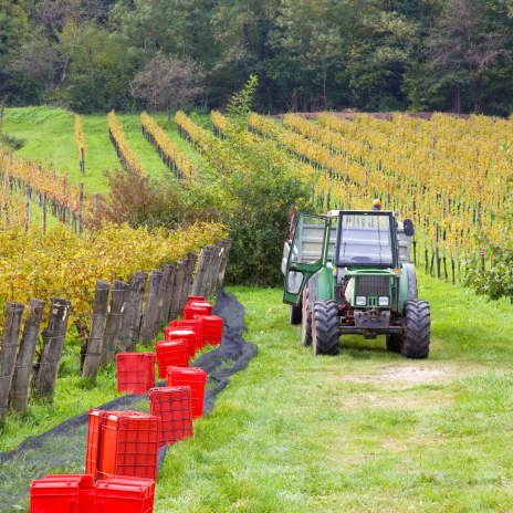 Tracteur en travaux dans les vignes