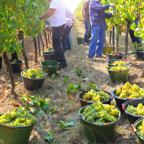 Utilisation d'un logiciel de gestion viticole vendanges