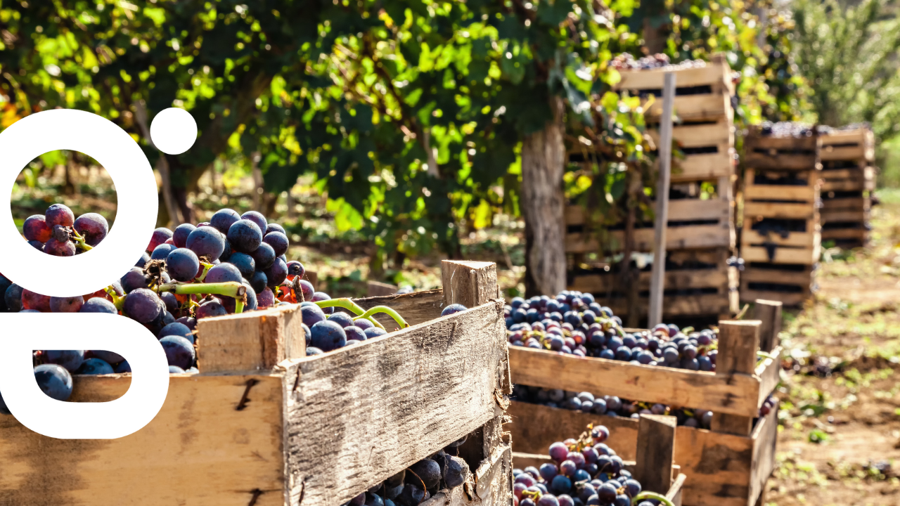 5 conseils pour réussir vos vendanges