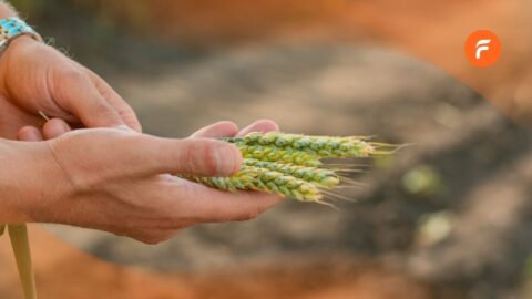 La surveillance des cultures