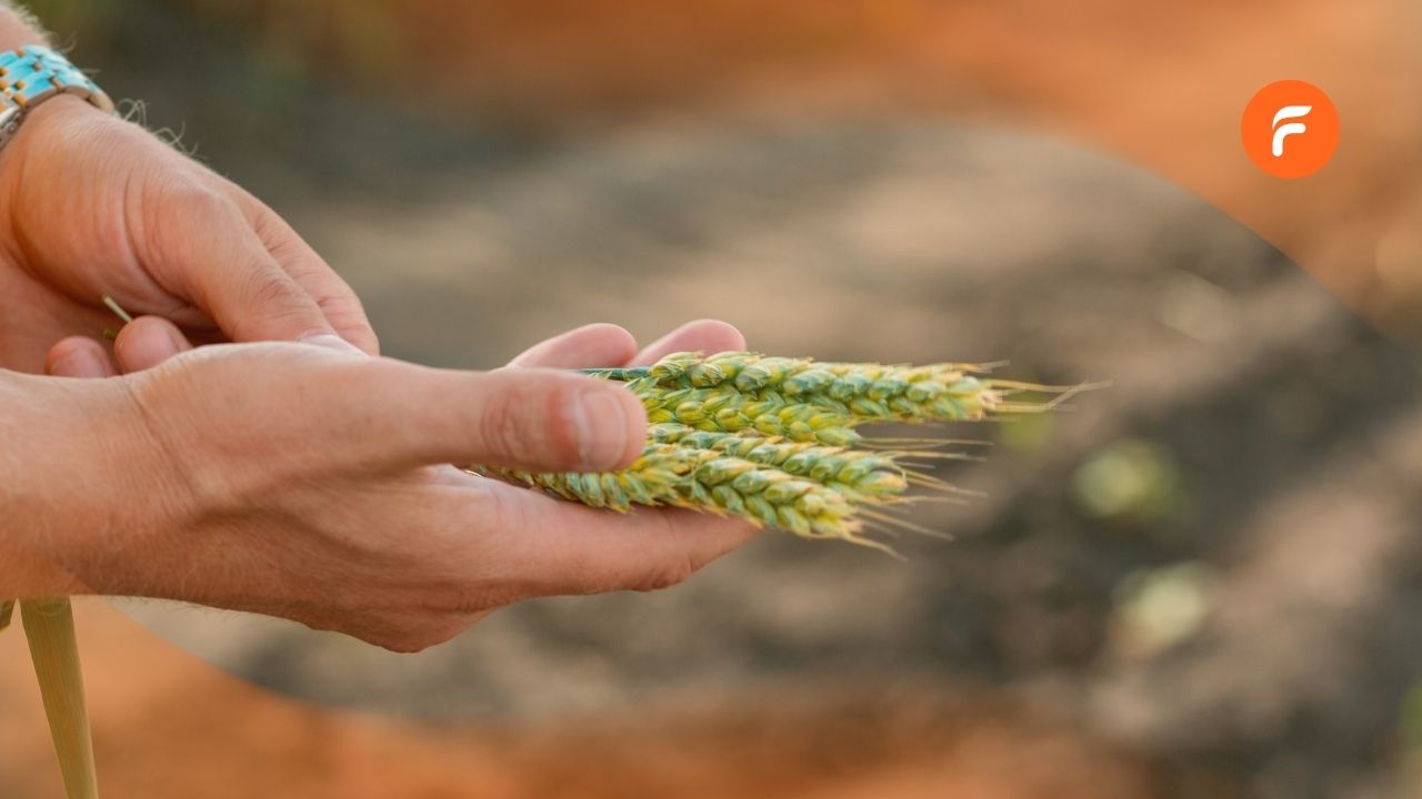 La surveillance des cultures : quels outils pour lutter contre les bioagresseurs ?