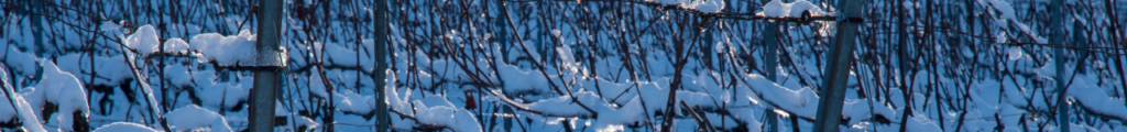 météo vignes