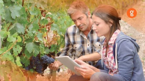 Viticulteur dans son champ