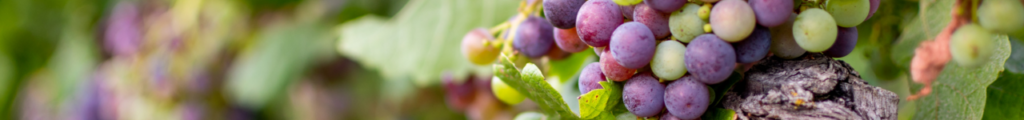 vendanges véraison