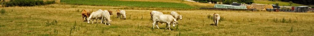 montant aides couplées animales par hectare