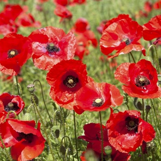 coquelicot jachères