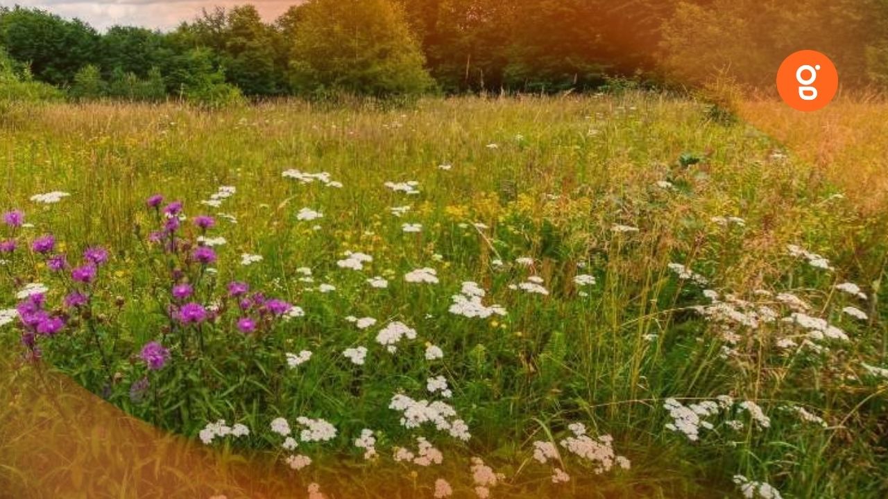 Tout savoir sur les jachères : date de broyage et réglementations