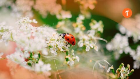 Comment favoriser la biodiversité dans son exploitation agricole ?