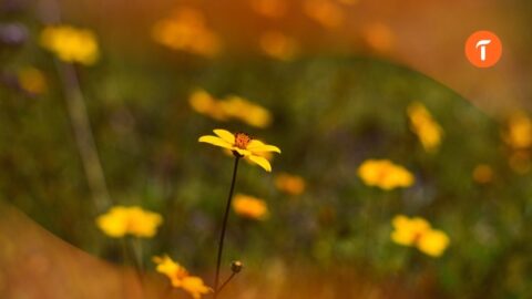 L’agroécologie appliquée aux grandes cultures